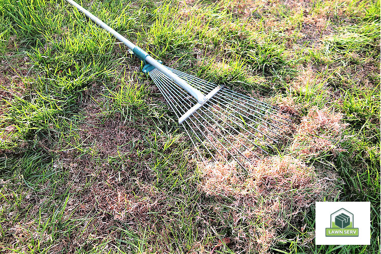 How to Aerate and Dethatch Your Lawn: The Essential Guide - Lawn Serv
